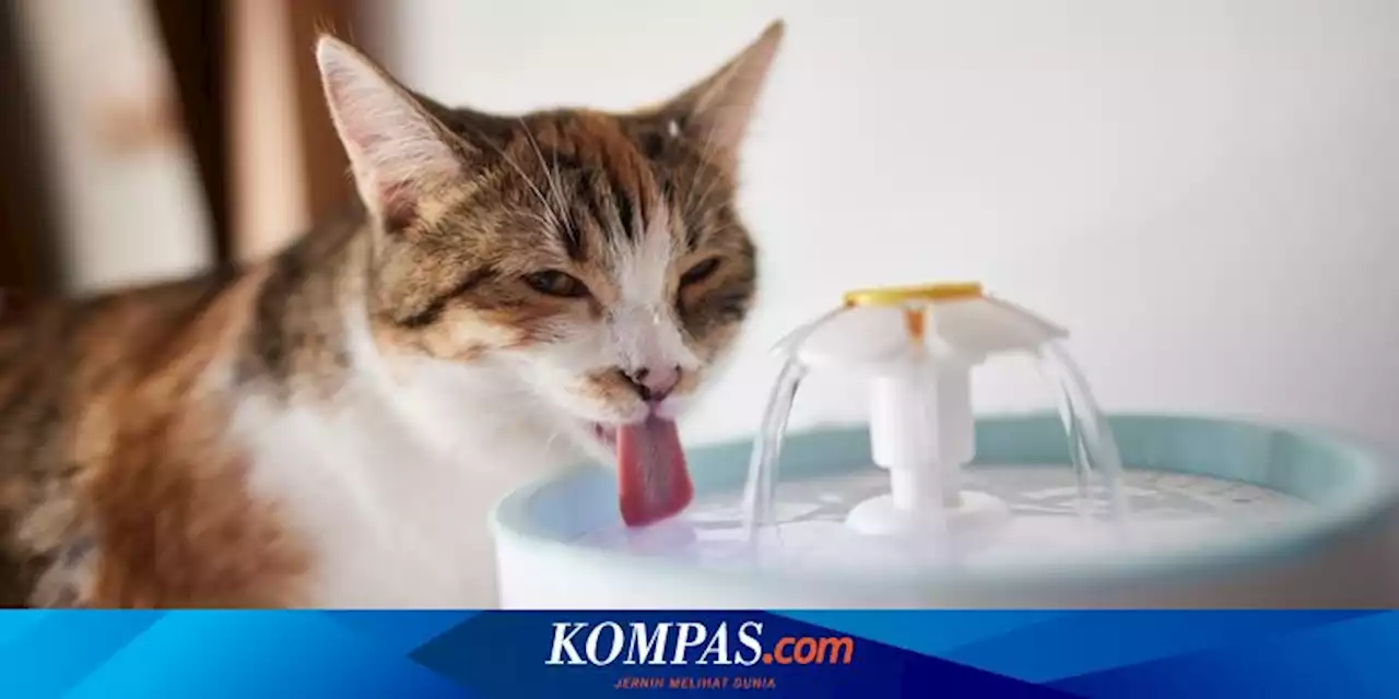 5 Cara Membuat Kucing Peliharaan Minum Lebih Banyak Air