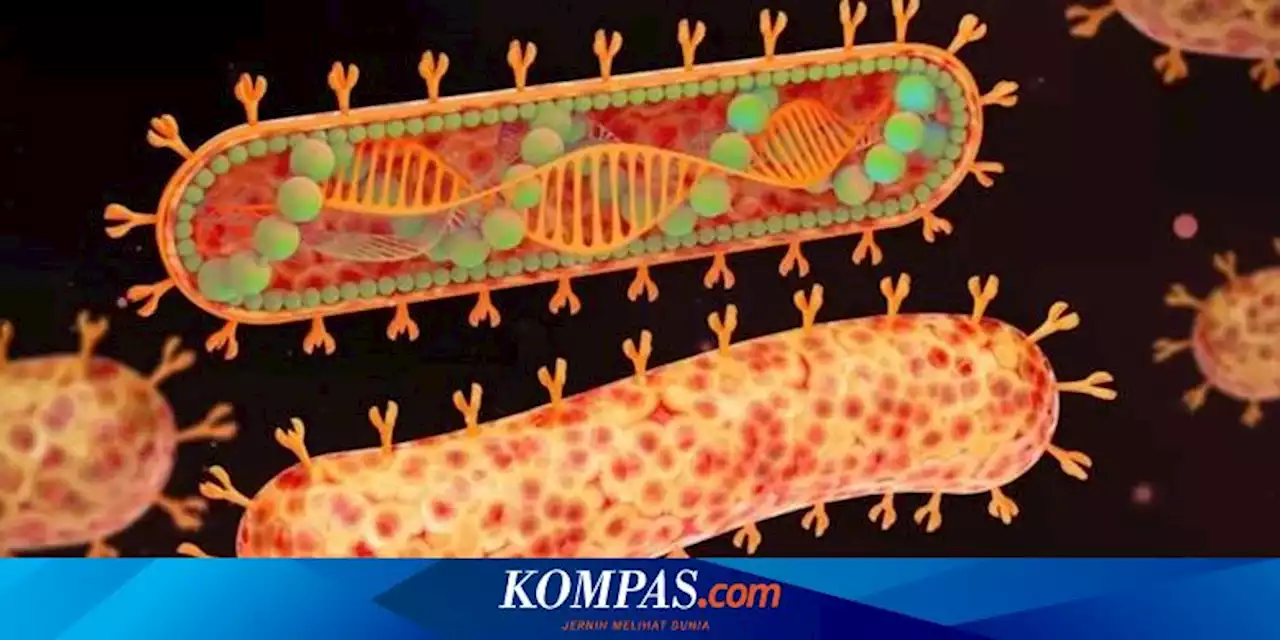 Mengenal Apa Itu Virus Marburg dan Bagaimana Indonesia Menghadapinya