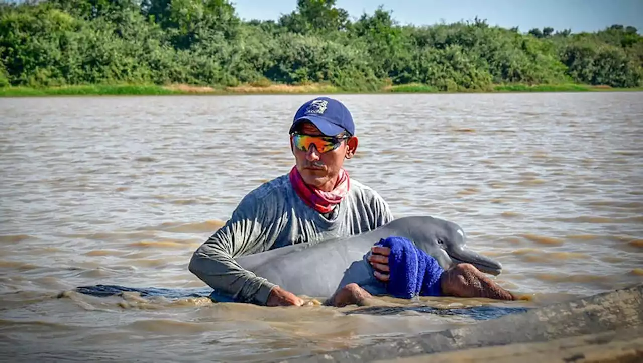 EN IMAGES. L'impressionnant sauvetage de deux dauphins roses, espèce menacée d'extinction, en Colombie