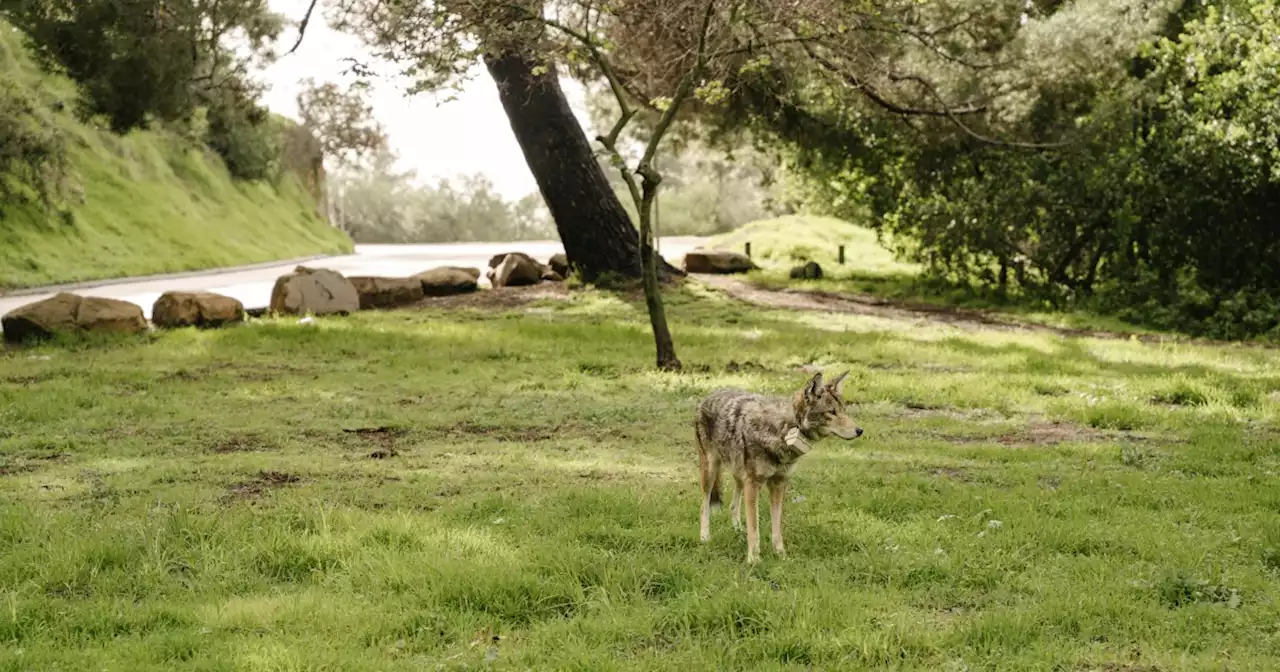 Tips For Living Among Coyotes And Other Creatures