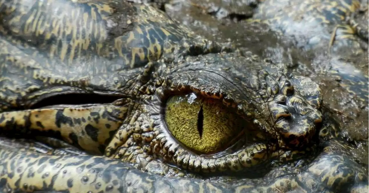 Une femme de 85 ans tuée par un alligator en Floride