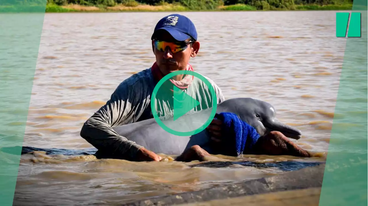 L’émouvant sauvetage de deux dauphins roses, une espèce menacée