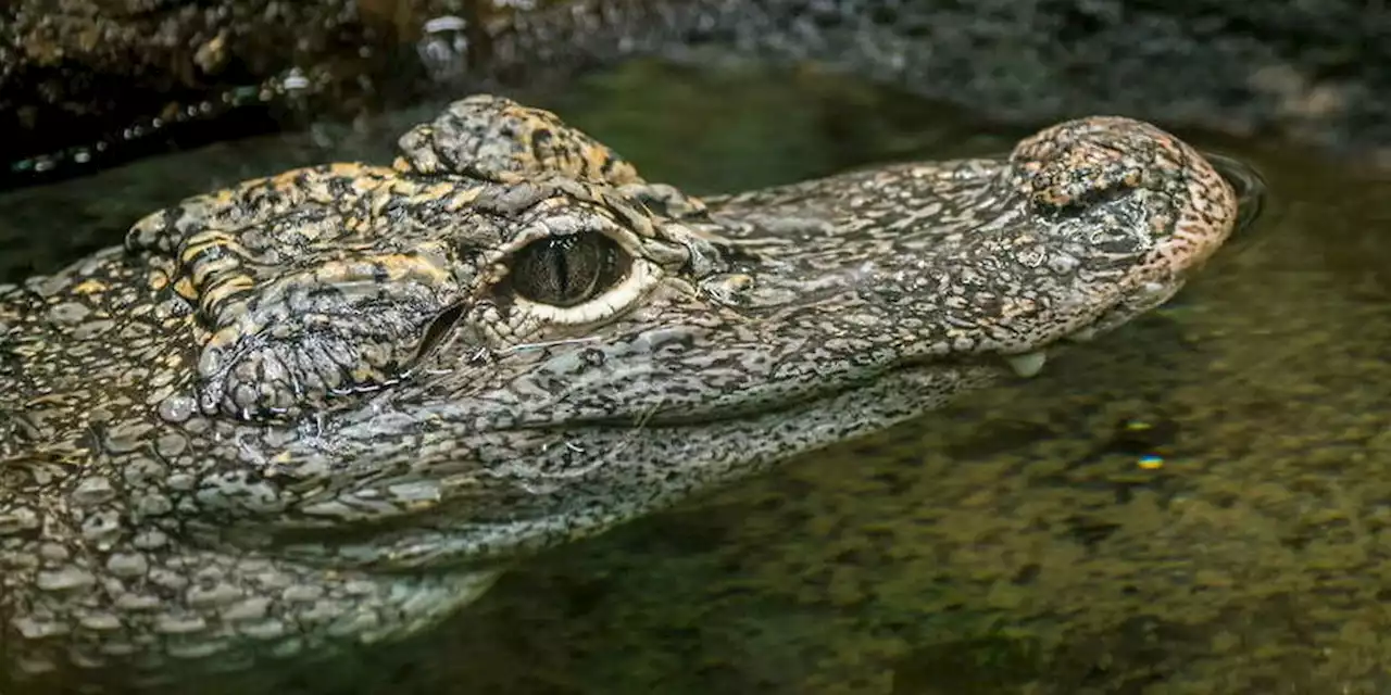 New York : un alligator retrouvé dans un état « léthargique » dans un parc