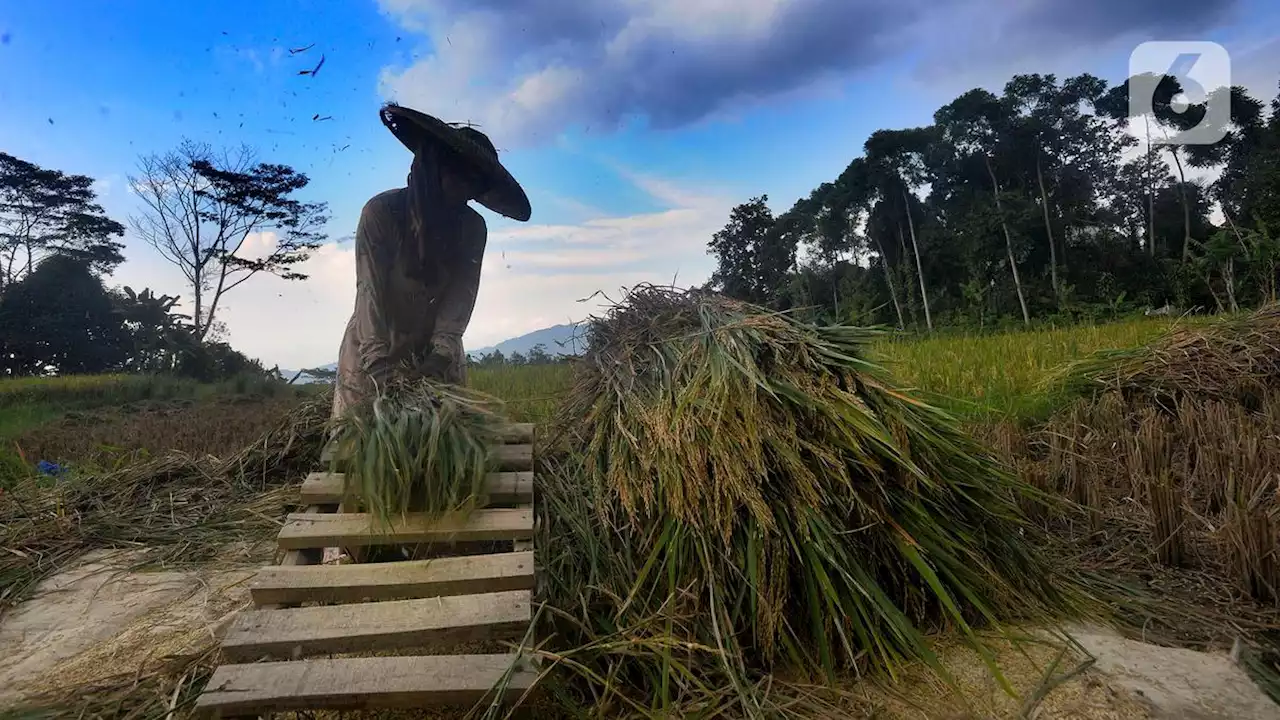 Jelang Panen Raya, Badan Pangan Nasional Naikkan Harga Beli Beras Petani