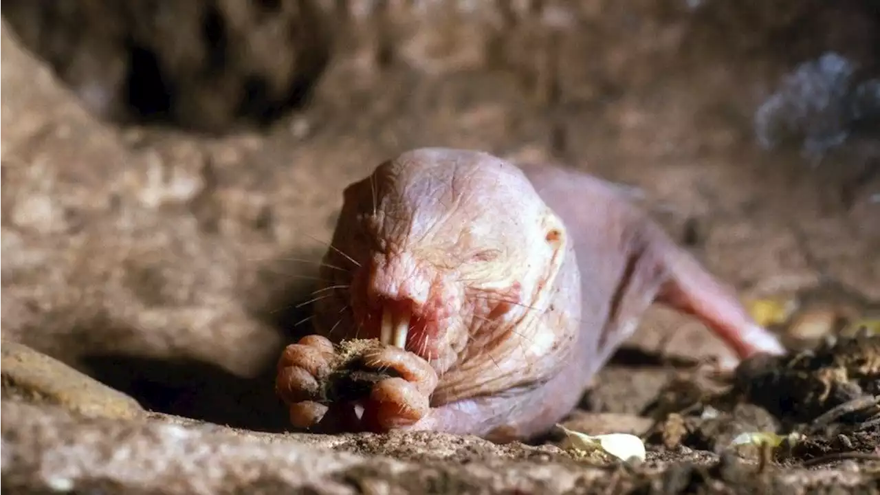 Naked mole-rats 'never stop having babies.' Now we know why.