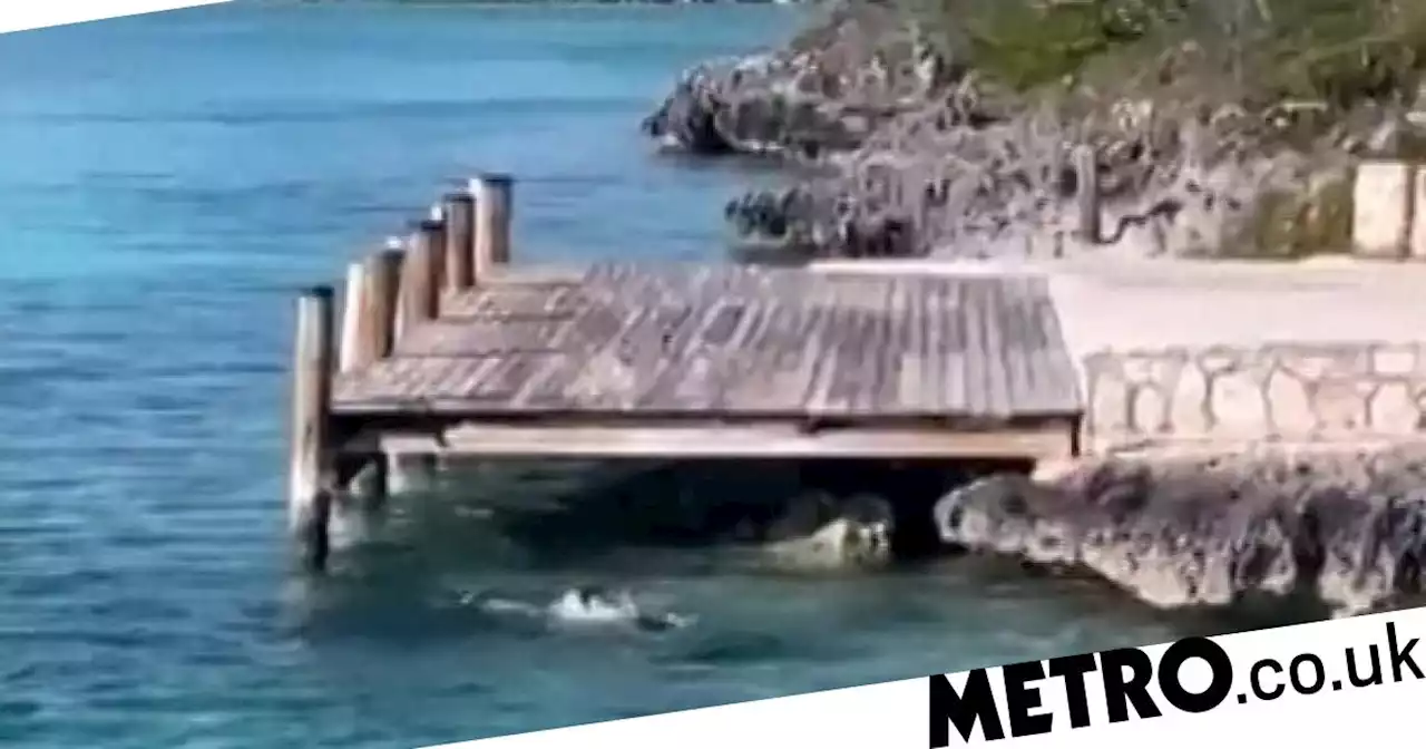 Dog challenges shark to fight and wins in front of screaming tourists