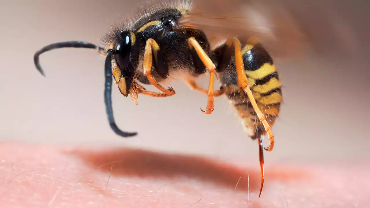 Alerta por incidente con abejas en la vía El Carmen de Viboral- Rionegro