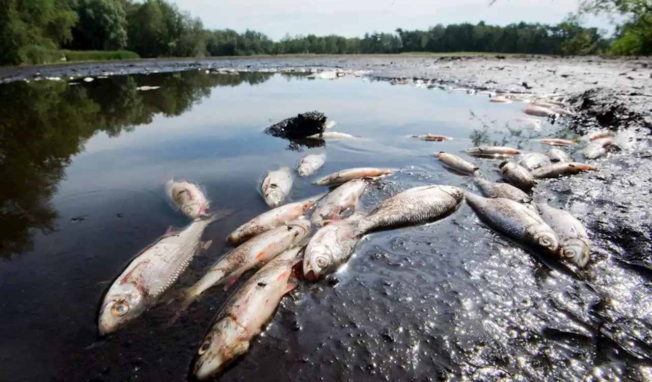 Klimawandel: So sollen die Fische im Norden gerettet werden