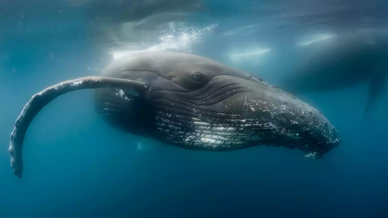 Cruise ship stumbles on a rare sight: a gathering of 1,000 whales