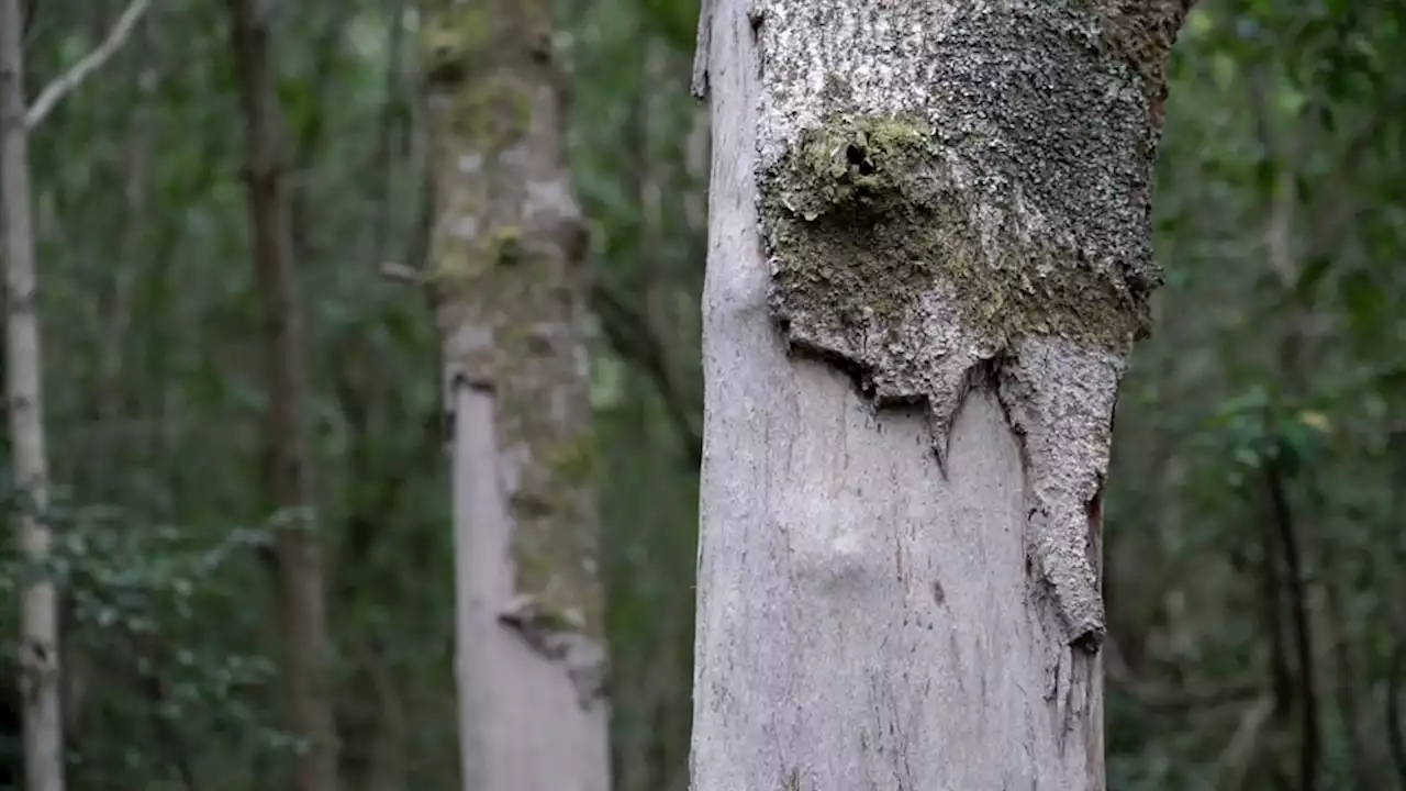 WATCH | Root cause: Table Mountain's trees being stripped of bark used in traditional medicines | News24