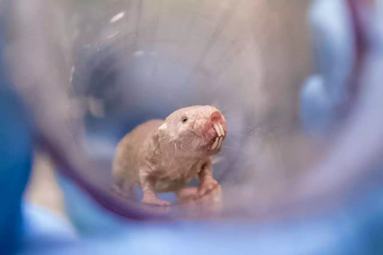 Naked mole rats reveal biological secrets of lifelong fertility