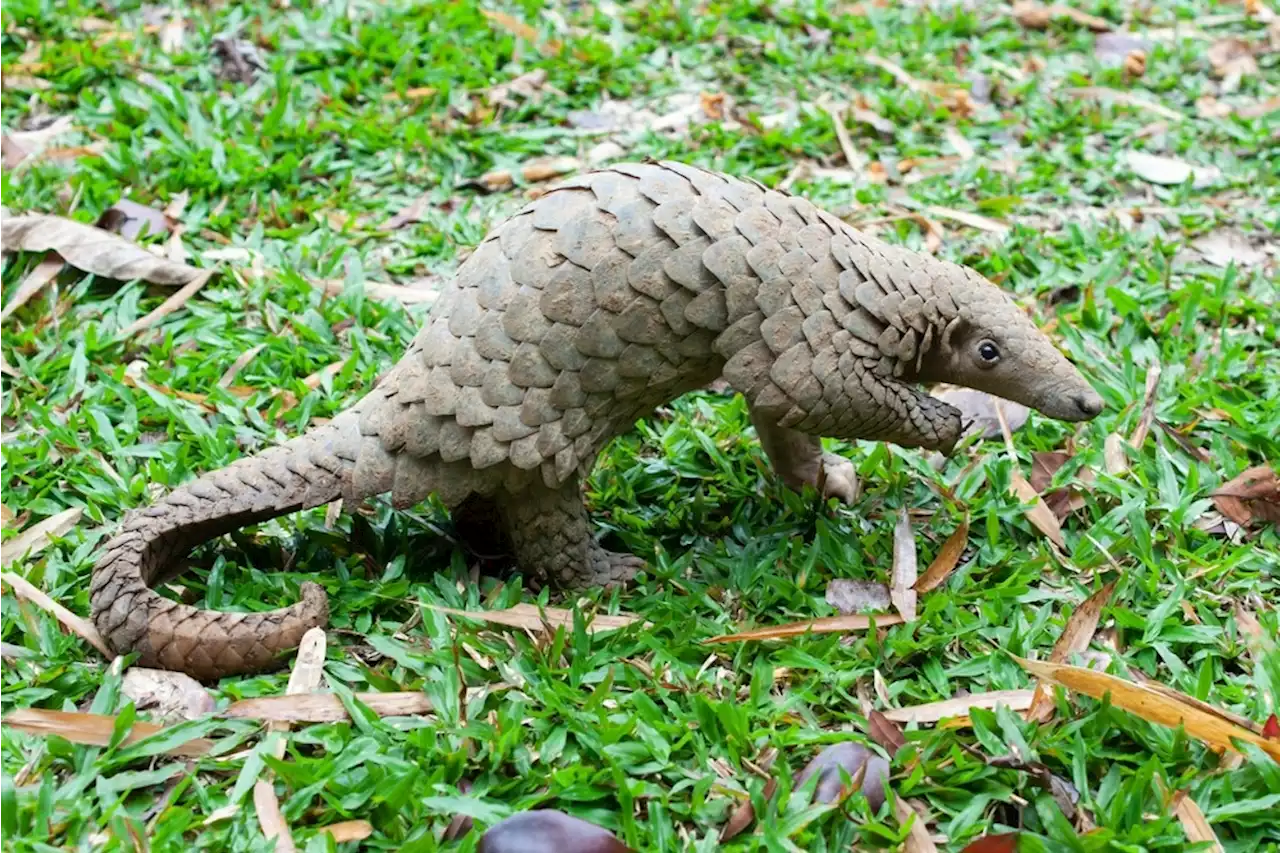 Researchers report the circulation of a novel MERS-like coronavirus in Malayan pangolins