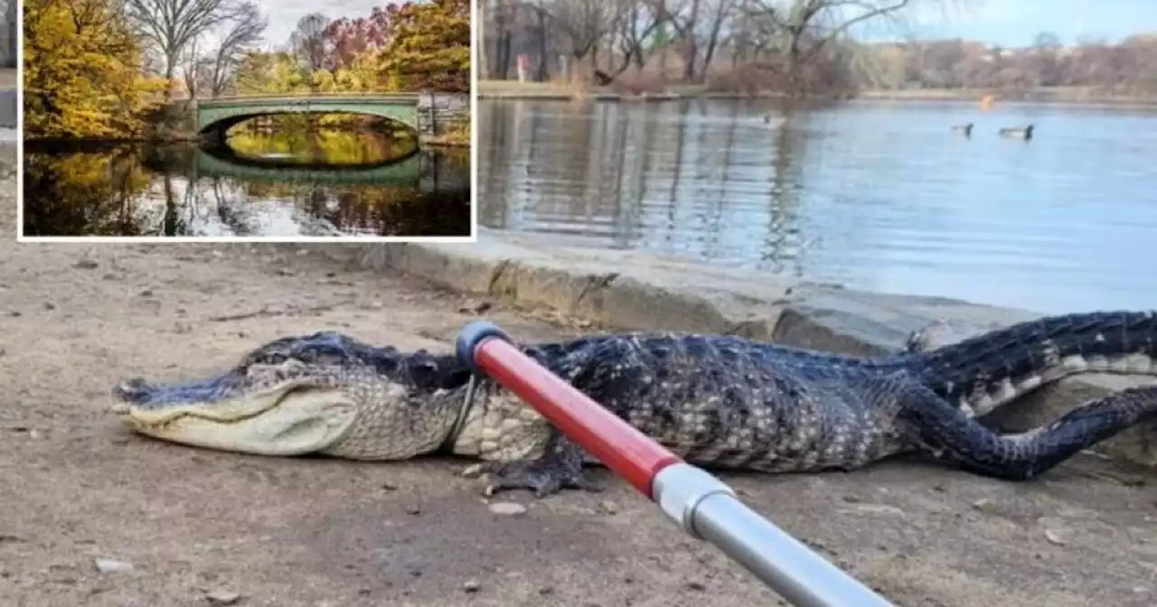 Atrapan a caimán de más de un metro de largo en parque de Nueva York