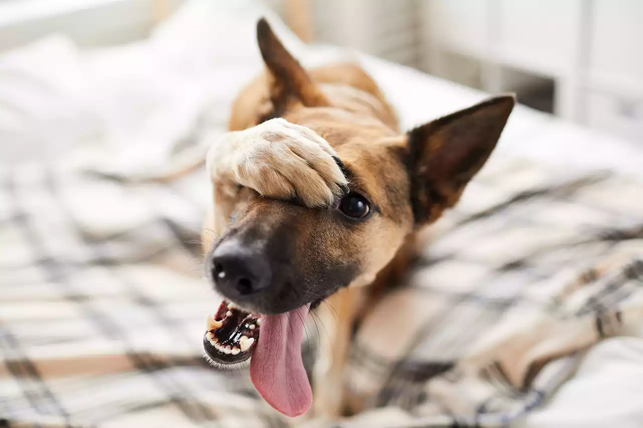 Dog owners can tell their pooch’s mood based on behavior