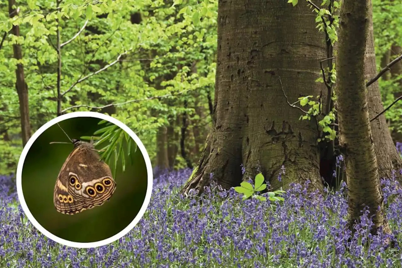 Ancient Watford woodland to be restored to natural state