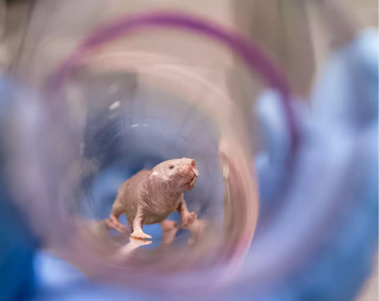 Study unlocks clues in mystery of naked mole-rats' exceptional fertility