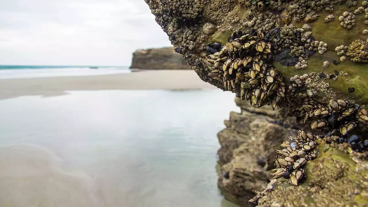 Slow-moving shoreline creatures are sitting ducks for climate change