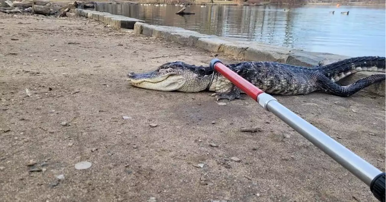 Alligator captured in Brooklyn's Prospect Park Lake