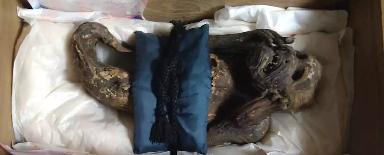 We Finally Know What Japan's Eerie Mummified Mer-Monkey Really Is