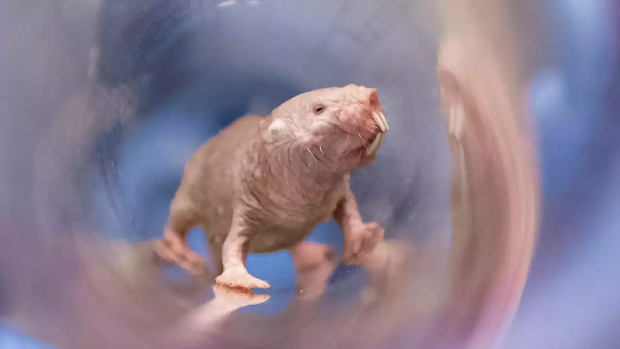 Mystery of Naked Mole-Rats’ Exceptional Fertility Unlocked by New Research