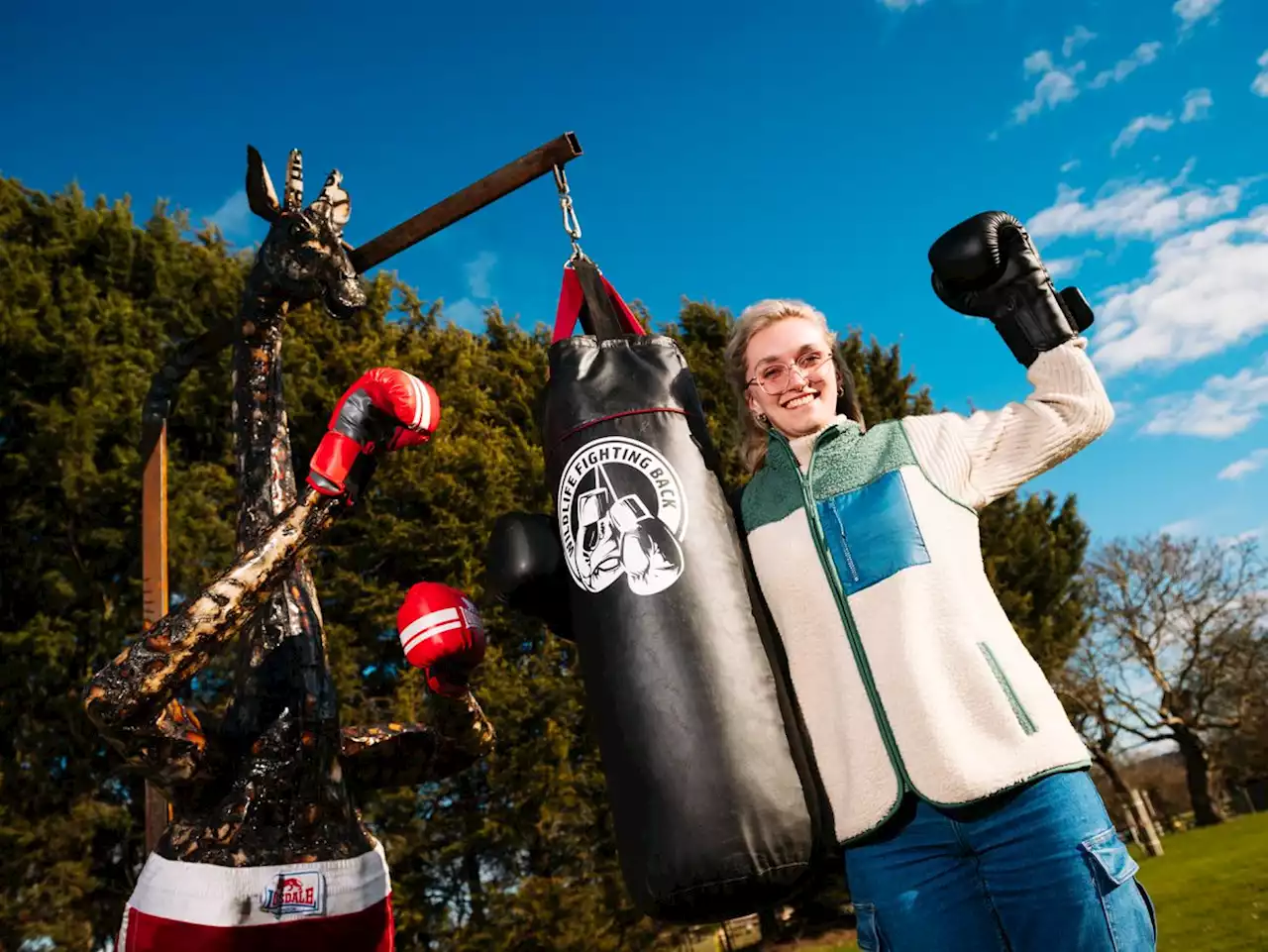 Oswestry's boxing giraffe sculpture weighs in with environmental message