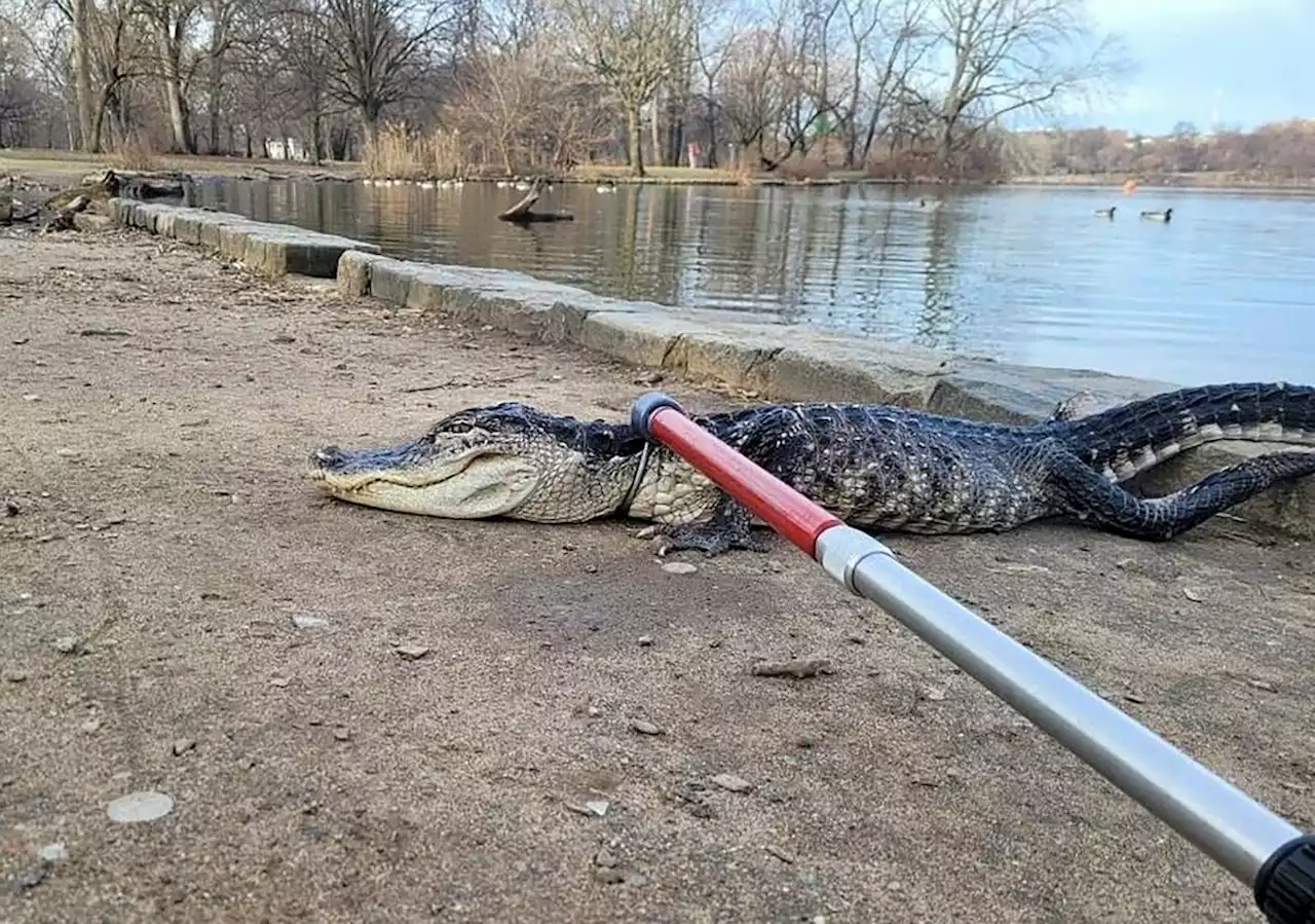 Un alligator retrouvé dans un état « léthargique » dans un parc de New York