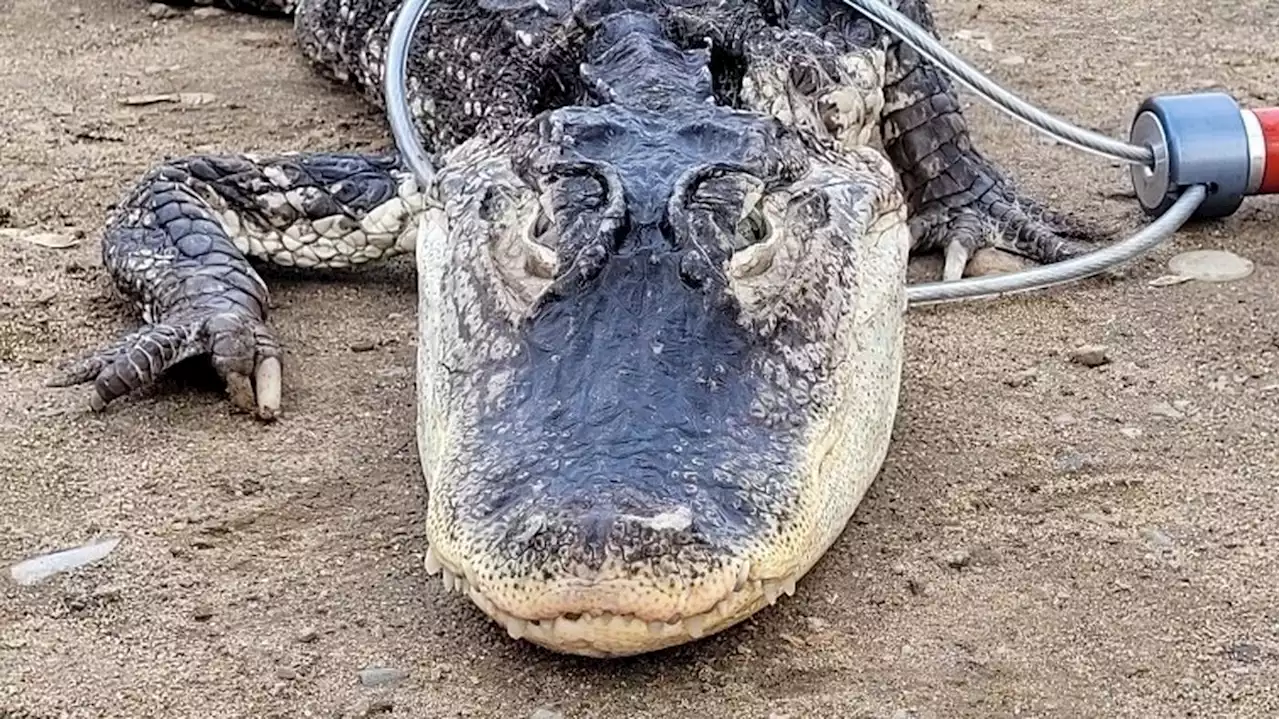 „Lethargisch und womöglich unter Kälteschock“: 1,2 Meter langer Alligator in New Yorker Park gefangen