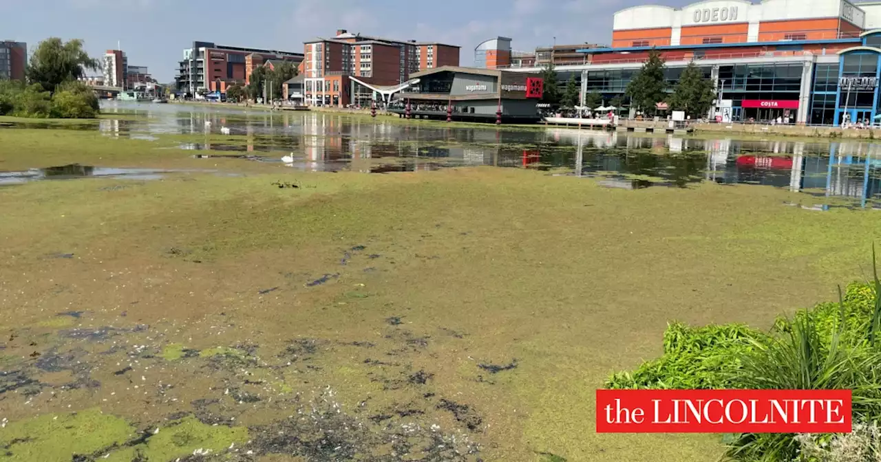 No solution in sight to deal with Lincolnshire's duckweed problem