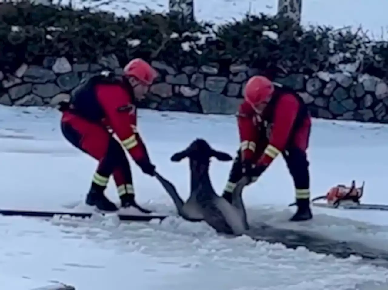 CAUGHT ON CAMERA: Elk trapped in icy waters gets some help