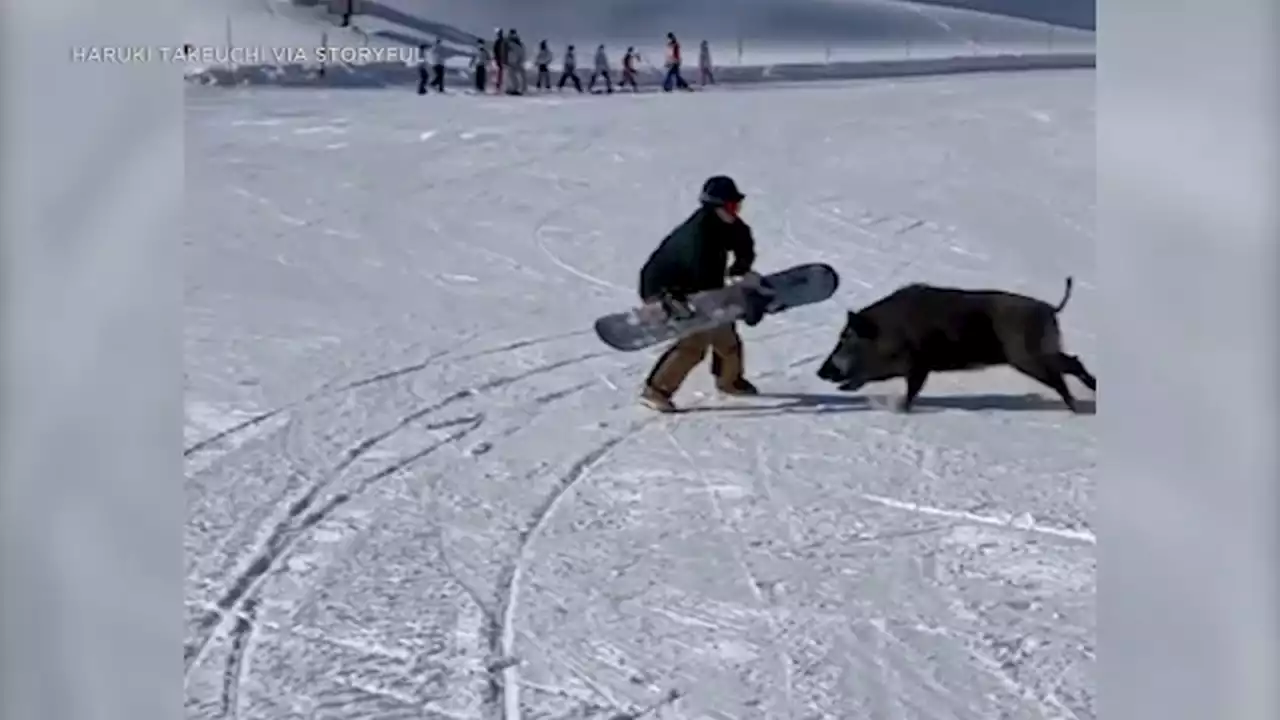 Frightening video shows boar attack snowboarders at ski resort