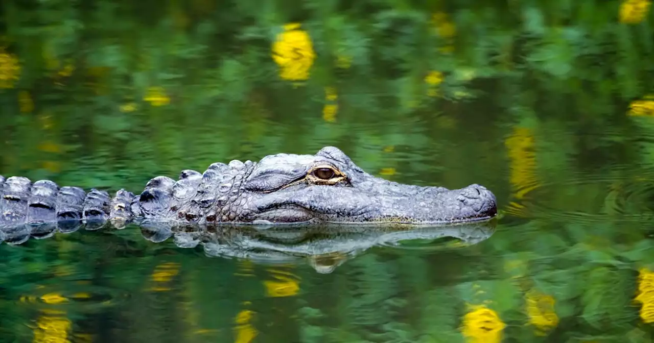 Woman killed by alligator among several incidents involving humans and gators