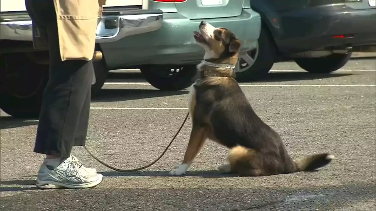 Florida bill would ban dogs from sticking head out windows, sitting in laps in moving cars