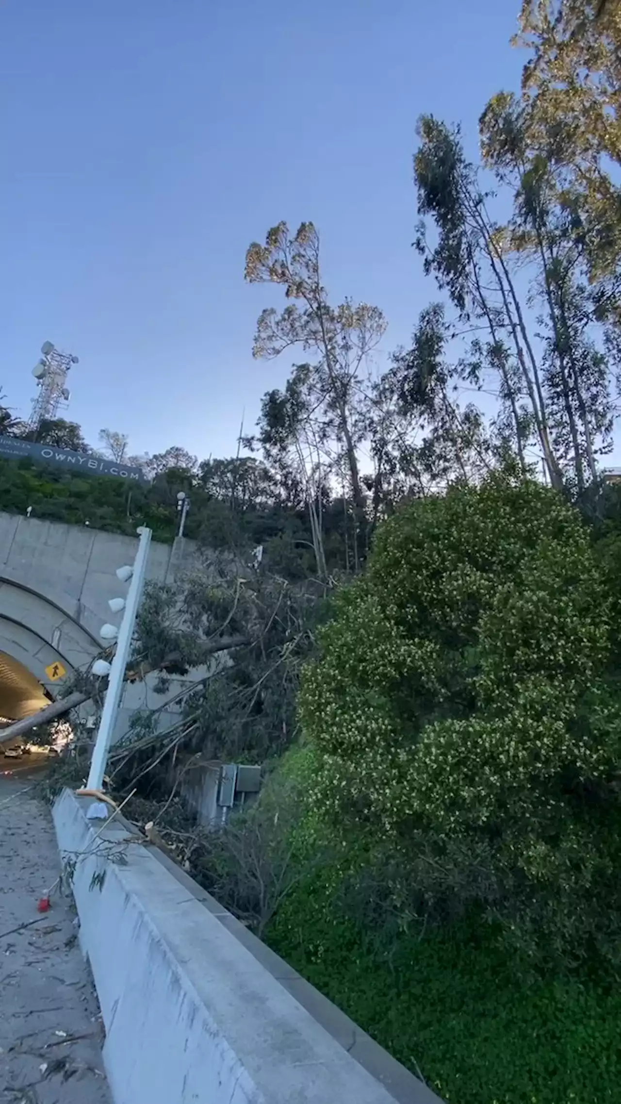 Bay Area weather updates: Large tree blocking several westbound lanes on Bay Bridge