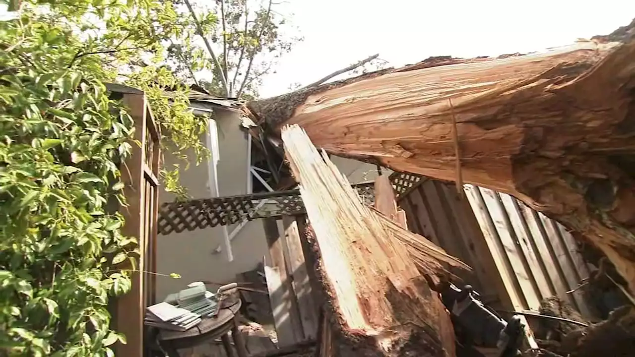 Bay Area weather updates: Strong winds topple trees, knock out power across region