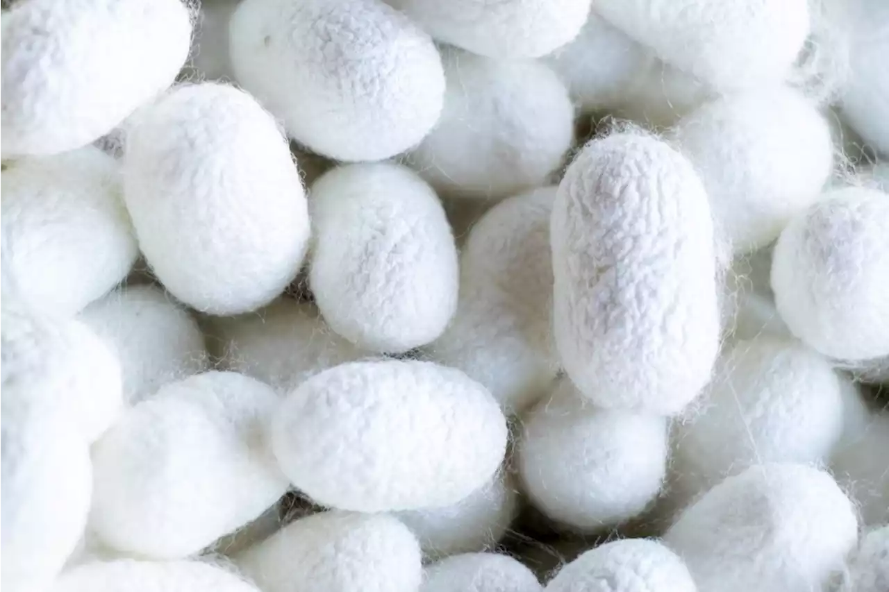 Scientists Copy Silkworms to Spin Nanofibers