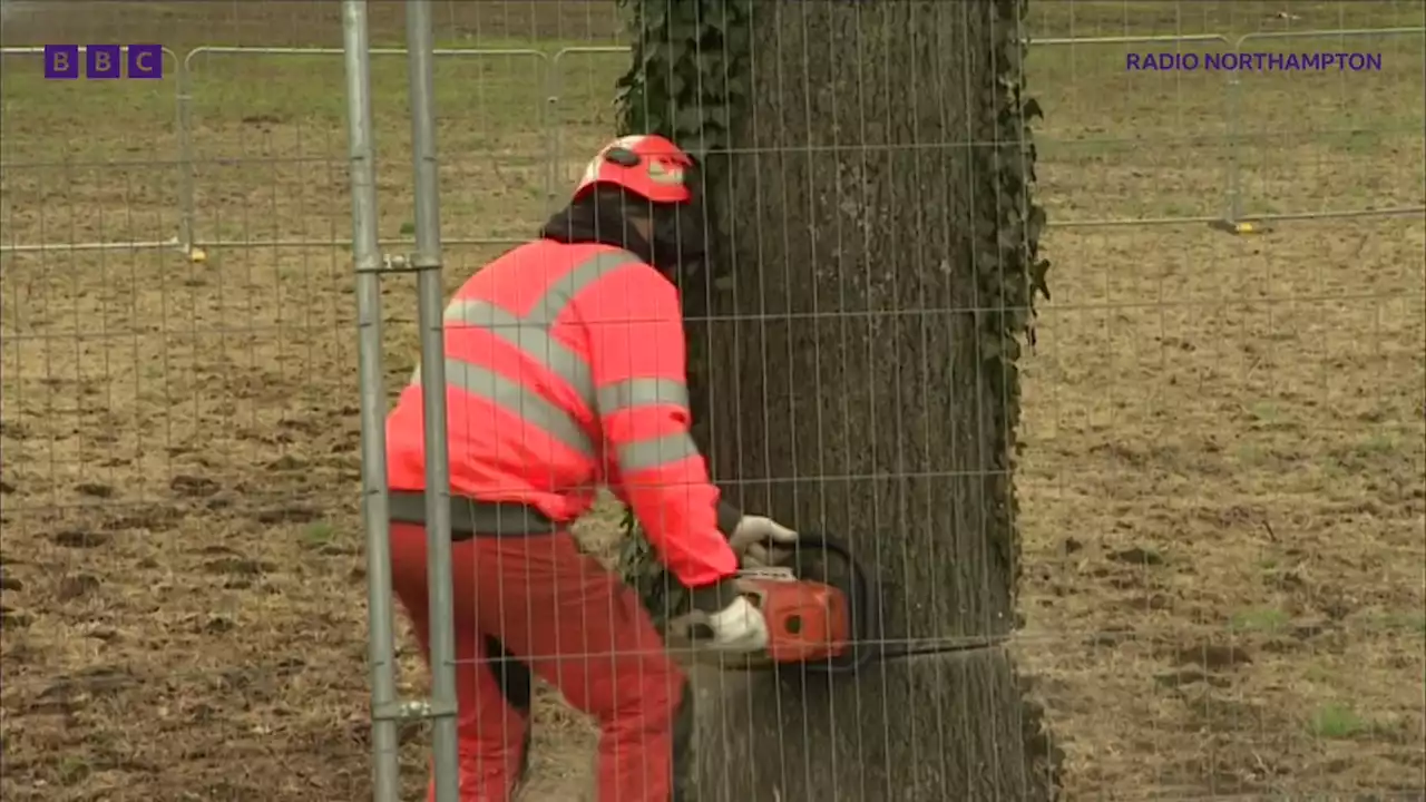 Wellingborough: Protesters arrested as ancient trees cut down