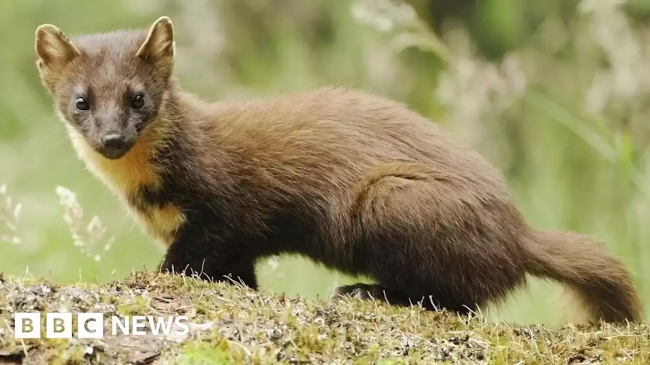 Kielder Forest pine marten numbers rising, study suggests