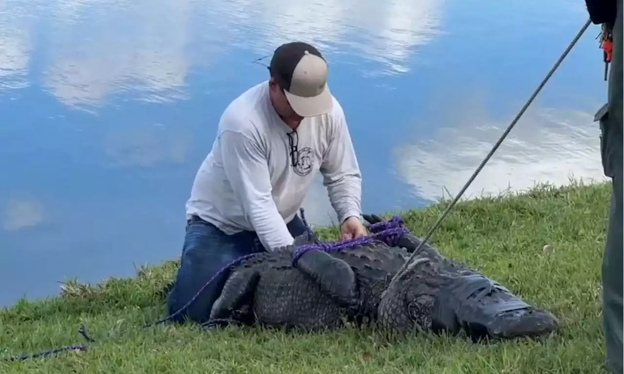 Beim Spaziergang: 85-Jährige in Florida von Alligator getötet