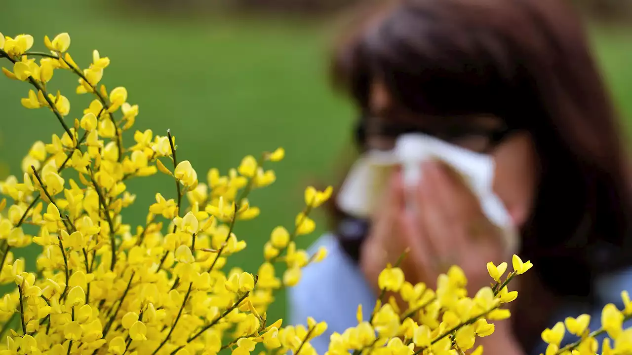 Allergie aux pollens: trois quarts des départements de France métropolitaine placés en alerte rouge