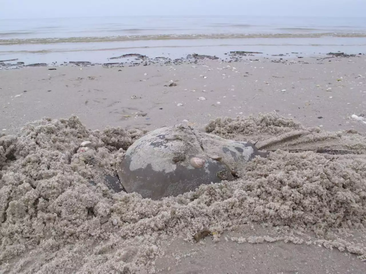 B.C. diver finds horseshoe crab: 'I knew immediately it wasn't supposed to be here'