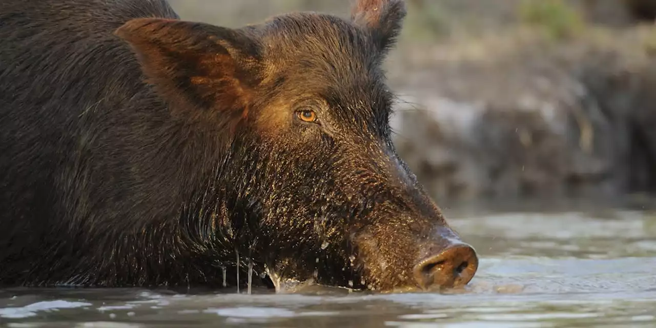 In Amerika breiten sich jetzt „unglaublich intelligente Super-Schweine“ aus