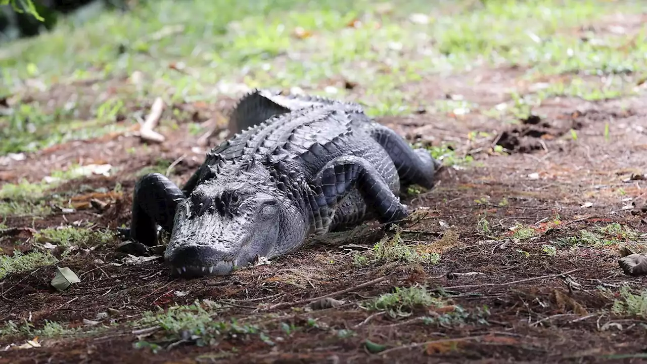 Alligator tötet 85-Jährige beim Gassigehen