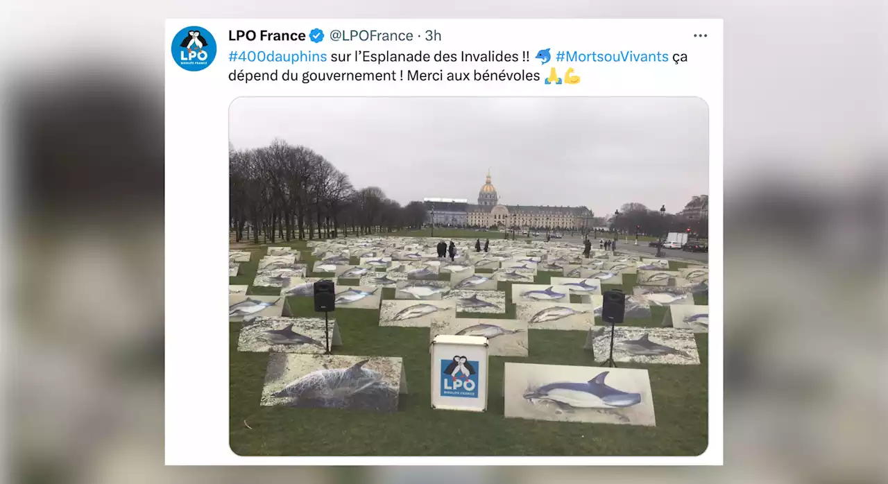 Paris : 400 photos de dauphins exposées aux Invalides pour dénoncer le «massacre du Golfe de Gascogne»