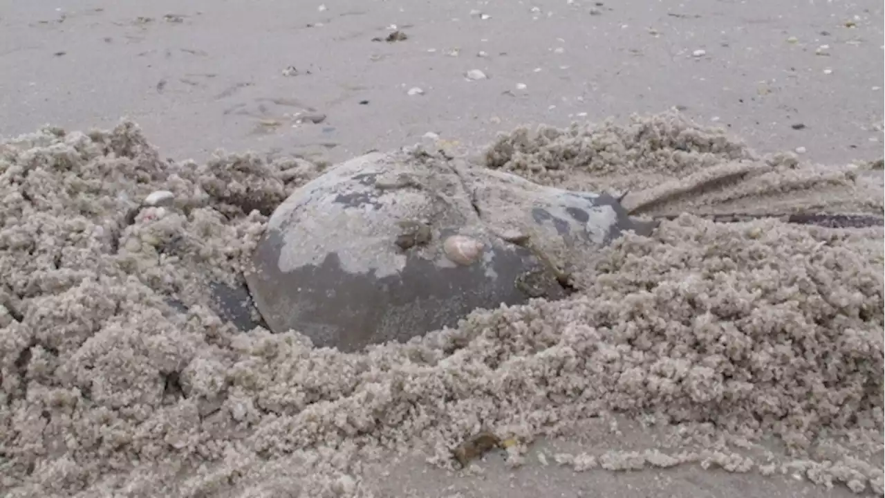 B.C. diver finds horseshoe crab: 'I knew immediately it wasn't supposed to be here'