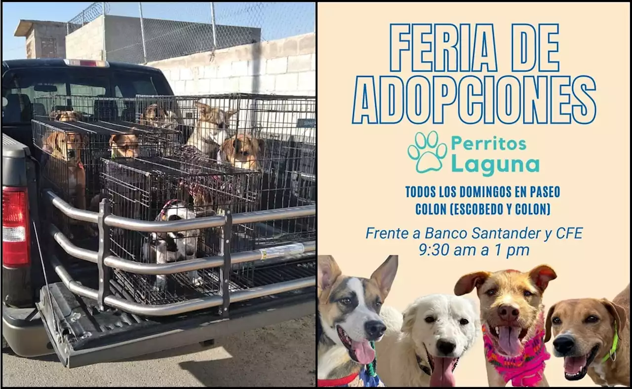 “Así llegamos y así regresamos”: realizan feria de adopción para perritos pero no se llevan ninguno