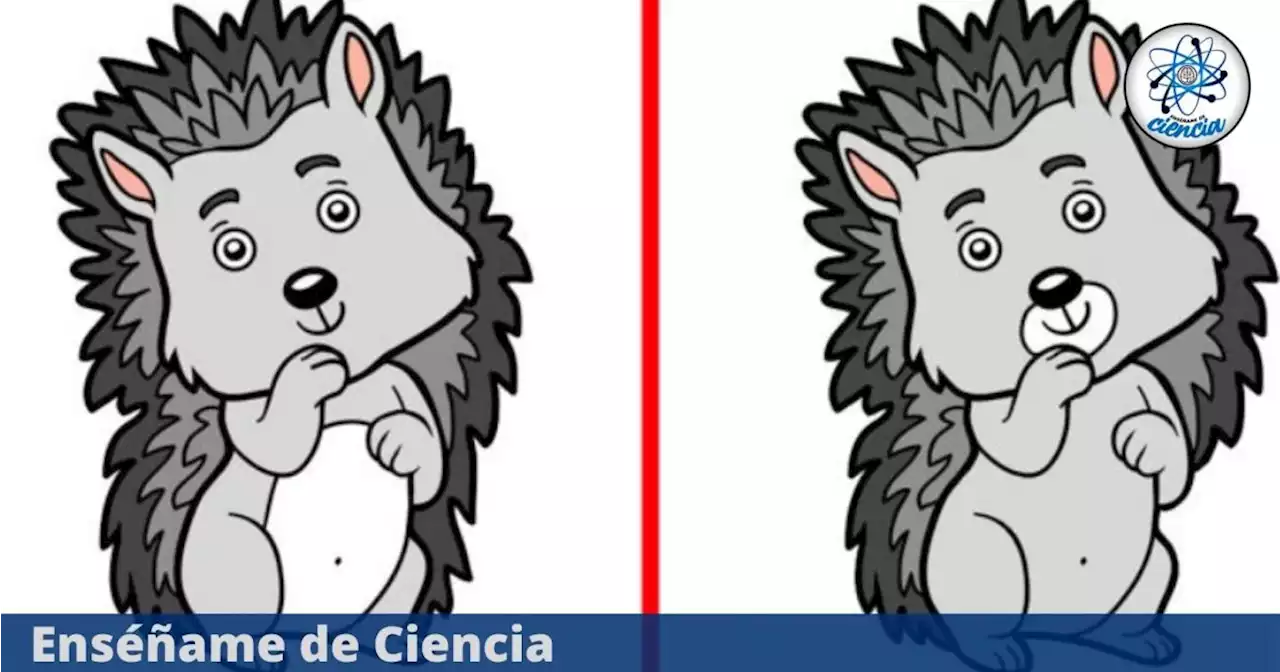 Acertijo visual para TODO PÚBLICO: encuentra las 3 diferencias entre los dos simpáticos leones