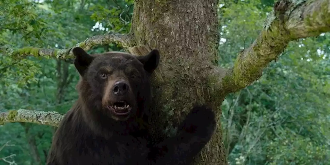 \u2018Cocaine Bear\u2019: The Wild True Story