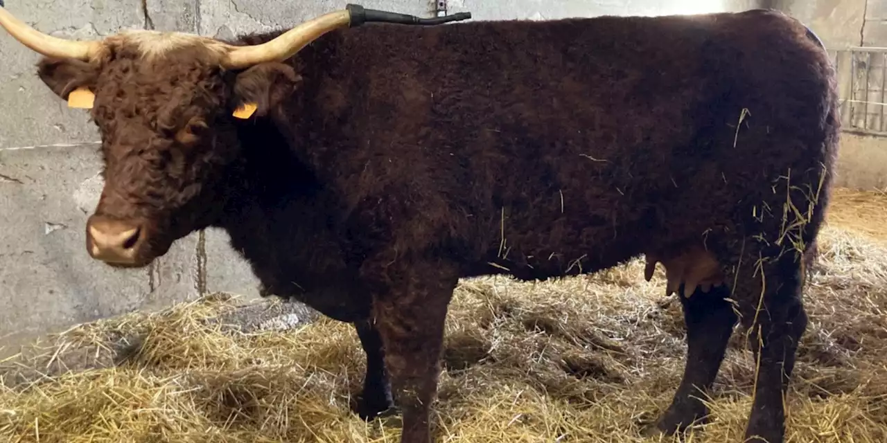 Salon de l'agriculture 2023 : jeune maman, caractère affirmé.. Qui est Ovalie, mascotte de cette édition ?