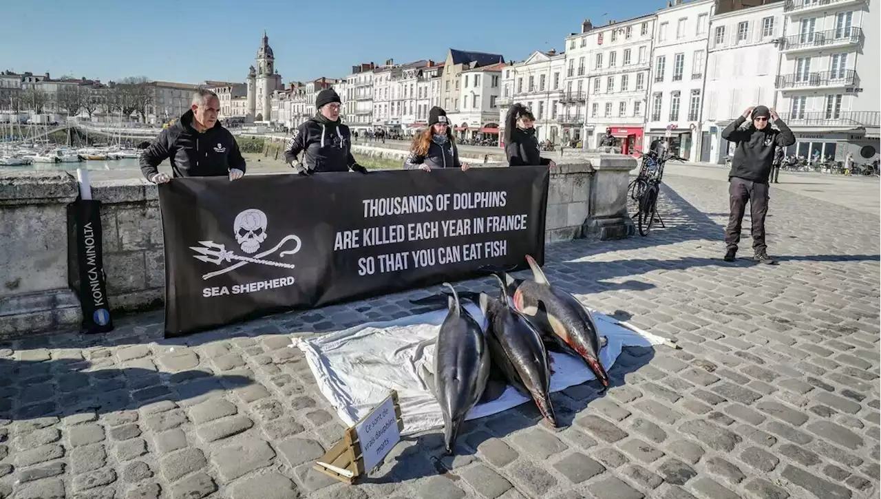 Lamya Essemlali : 'Avec les conditions de pêche actuelles, il est quasi inévitable de capturer des dauphins'