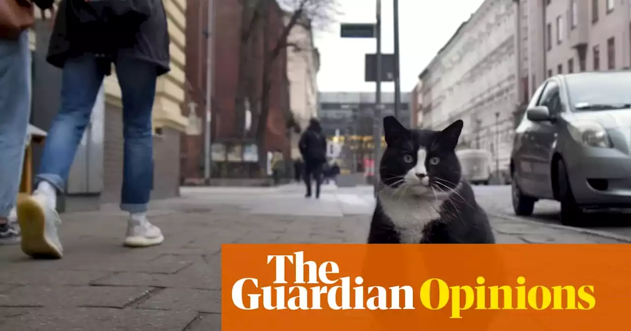 Would you travel thousands of miles to see an obese cat? | Arwa Mahdawi